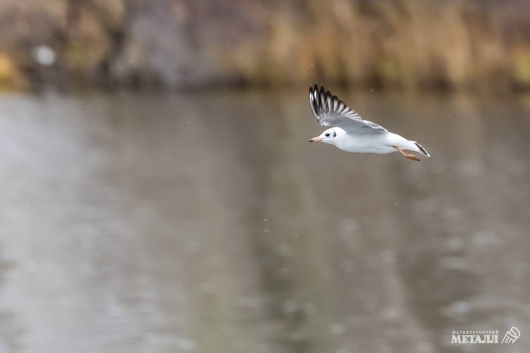 Рыбаки, готовьте удочки! | Фотография 6