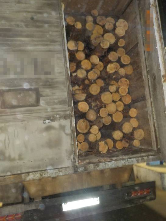 Пресечён незаконный вывоз древесины | Фотография 1