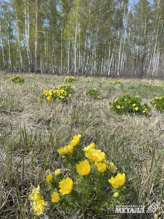 Нежная и хрупкая красота  | Фотография 1