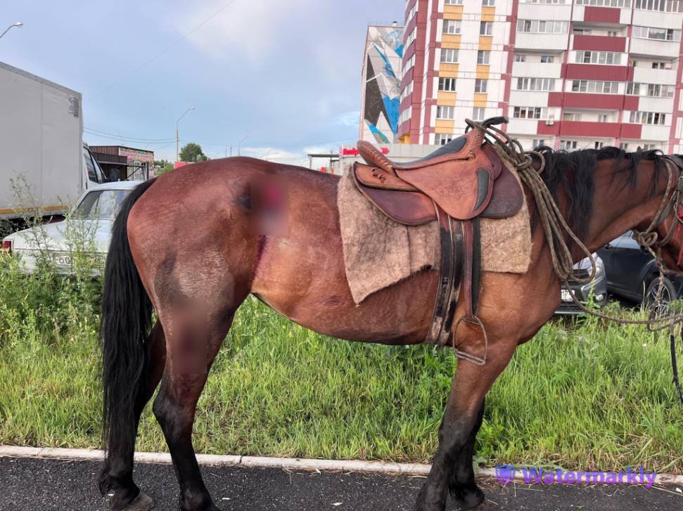 ДТП с лошадью | Фотография 1