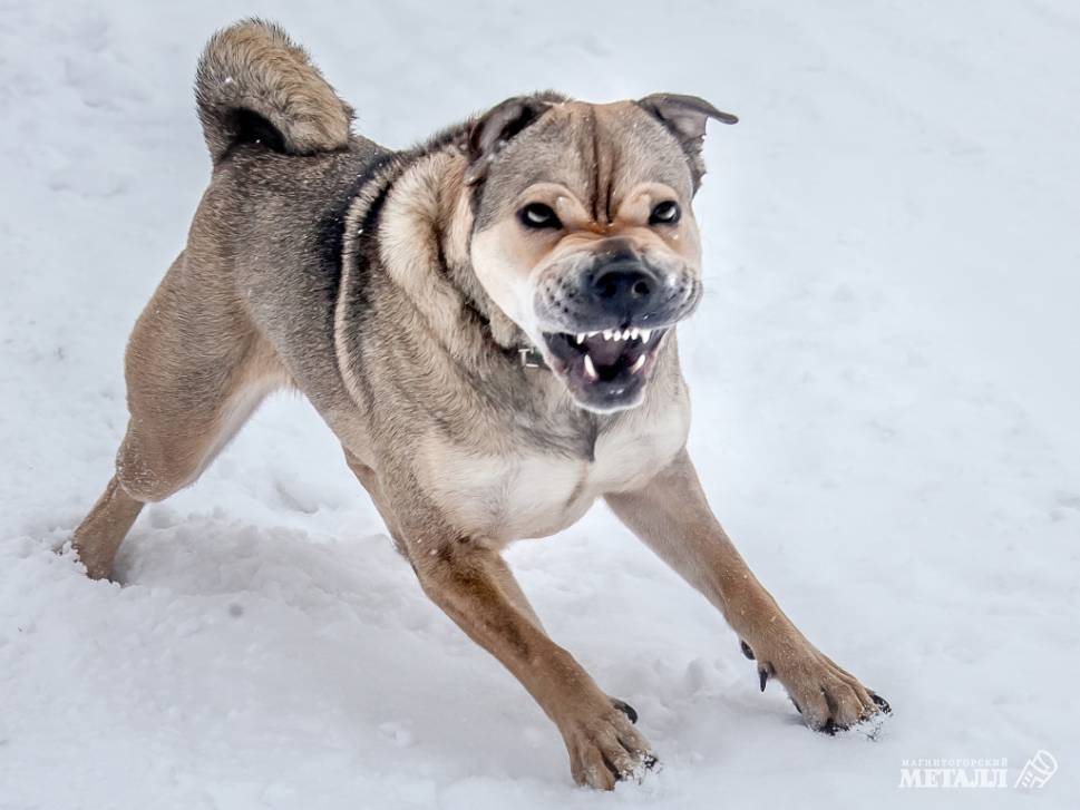 Не допускайте укусов | Фотография 1