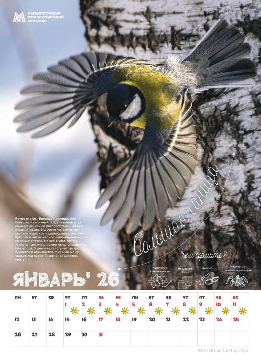 Синичкины друзья | Фотография 6