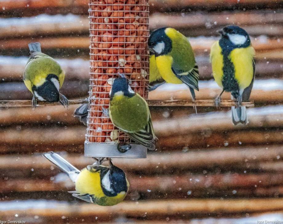 Дом для птички | Фотография 1