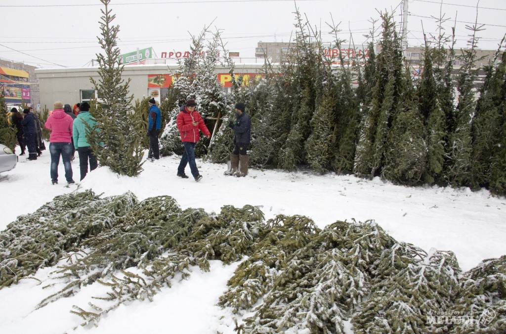 Каждой иголочкой порадует нас | Фотография 1