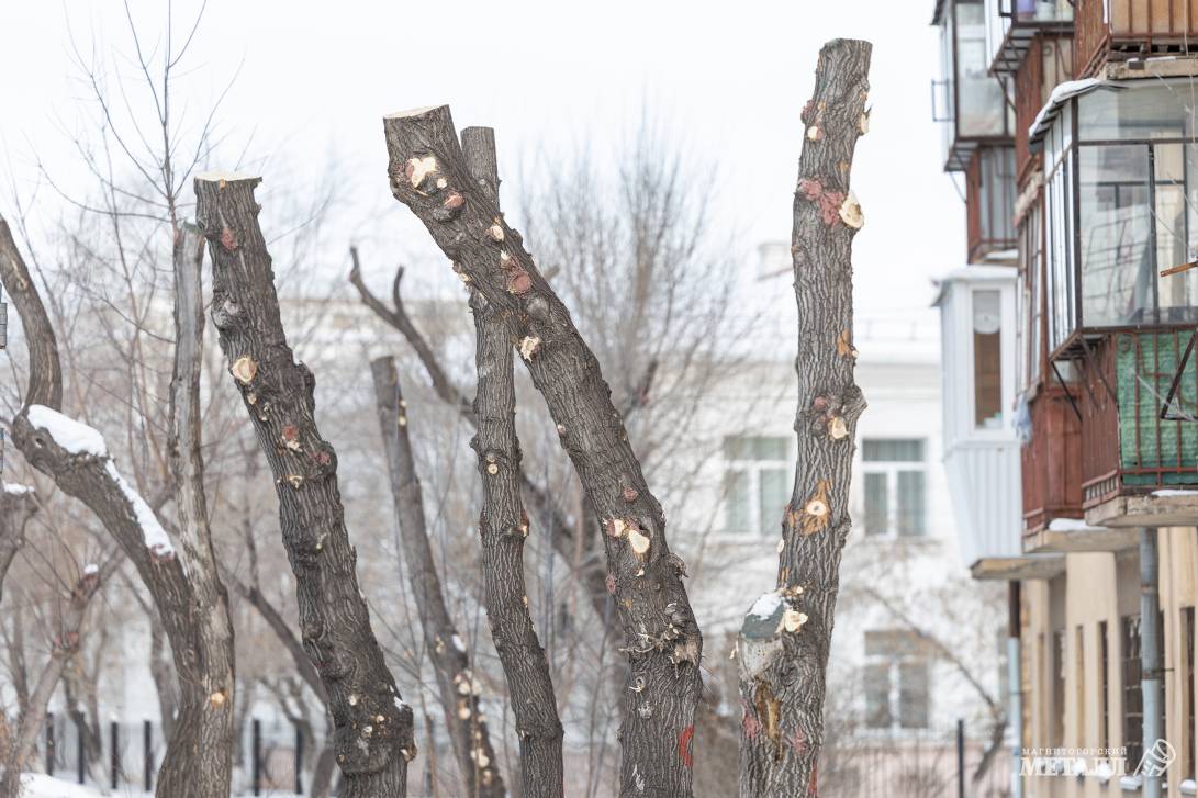 Убрать старое, чтобы посадить новое | Фотография 11