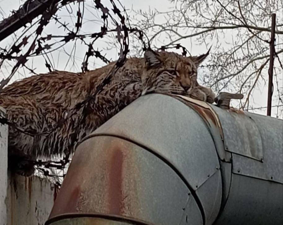 Вот это гость! | Фотография 1