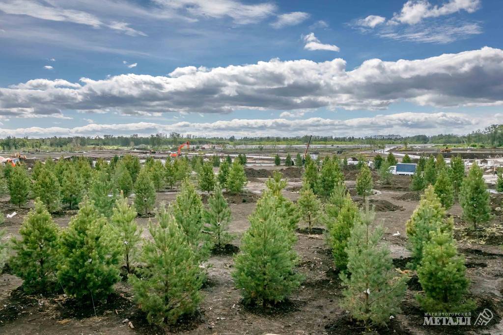 Сажали, сажаем и будем сажать | Фотография 1