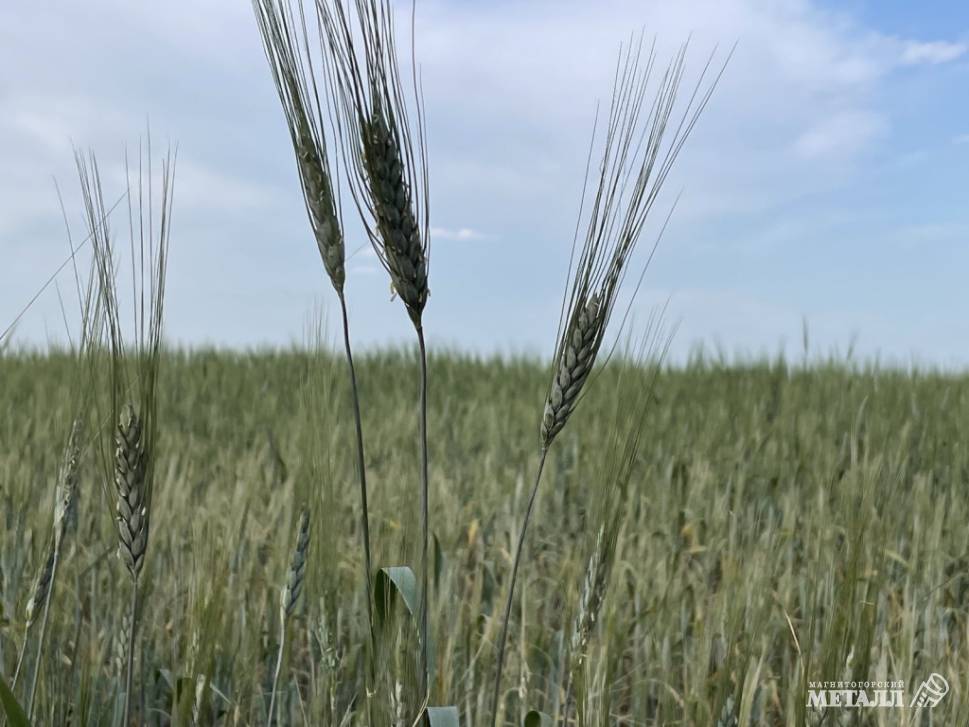 Уральское масло не хуже краснодарского | Фотография 1