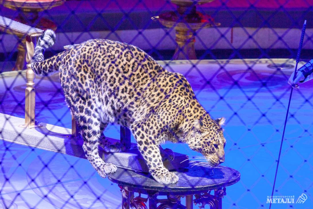 Новый год в Стране чудес | Фотография 34