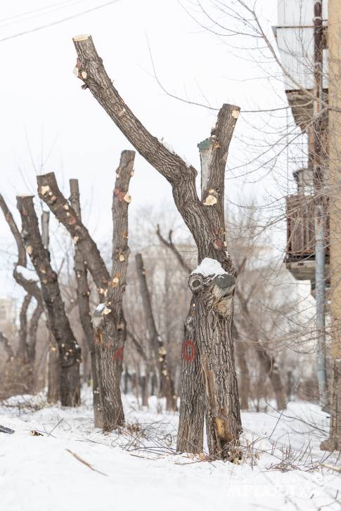 Убрать старое, чтобы посадить новое | Фотография 12