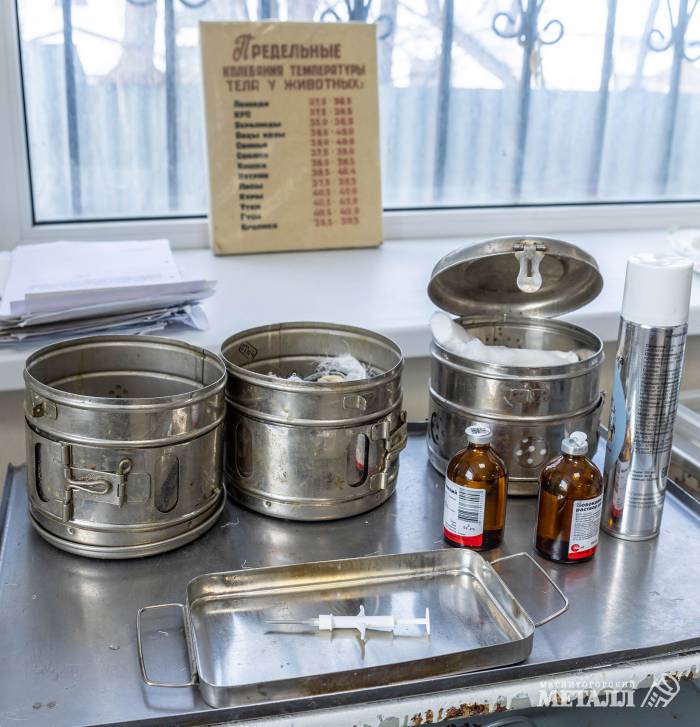 «И корова, и волчица, и жучок,  и червячок, и медведица» | Фотография 2