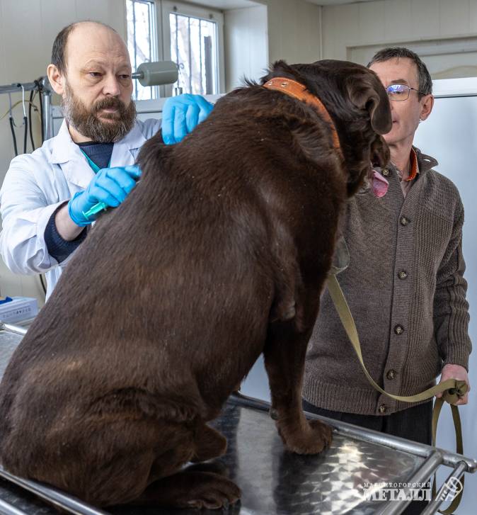 «И корова, и волчица, и жучок,  и червячок, и медведица» | Фотография 5