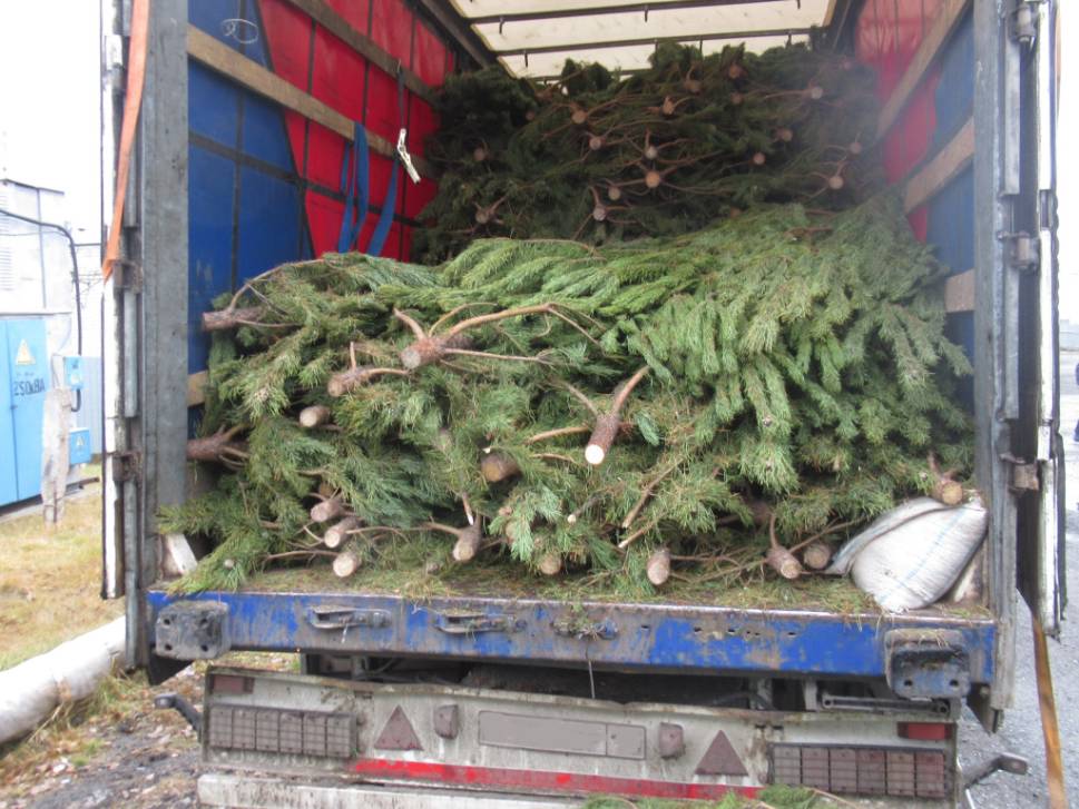 Ёлки остались дома | Фотография 1