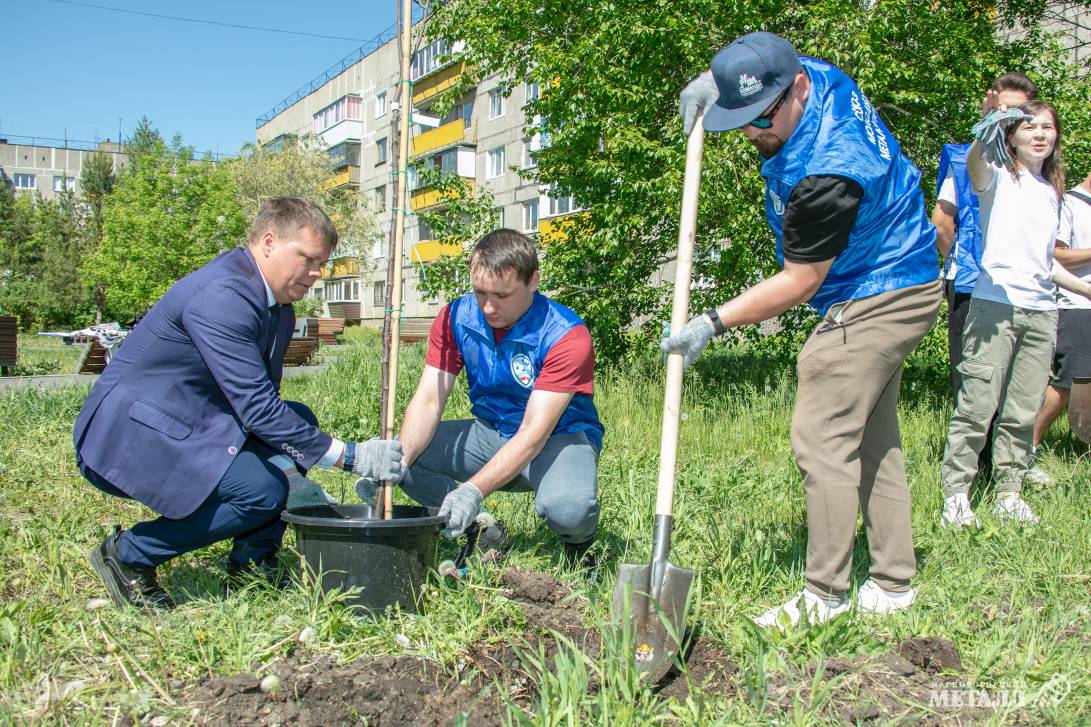 Молодые саженцы для сквера Молодёжного | Фотография 11