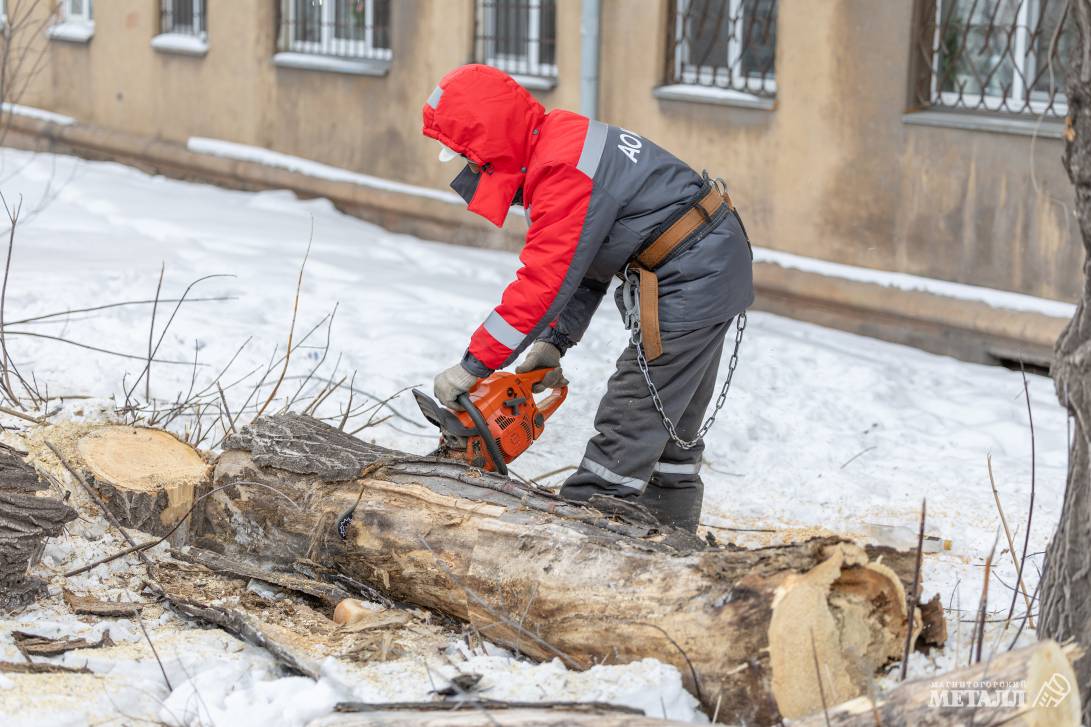 Убрать старое, чтобы посадить новое | Фотография 6