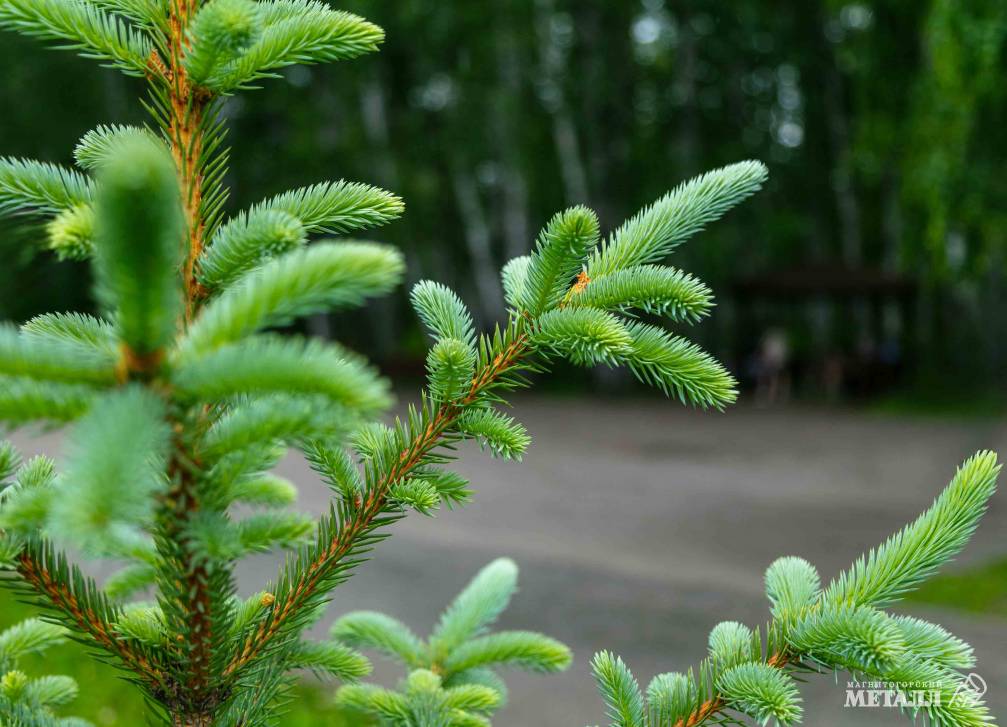 Теперь – под зелёным флагом  | Фотография 56
