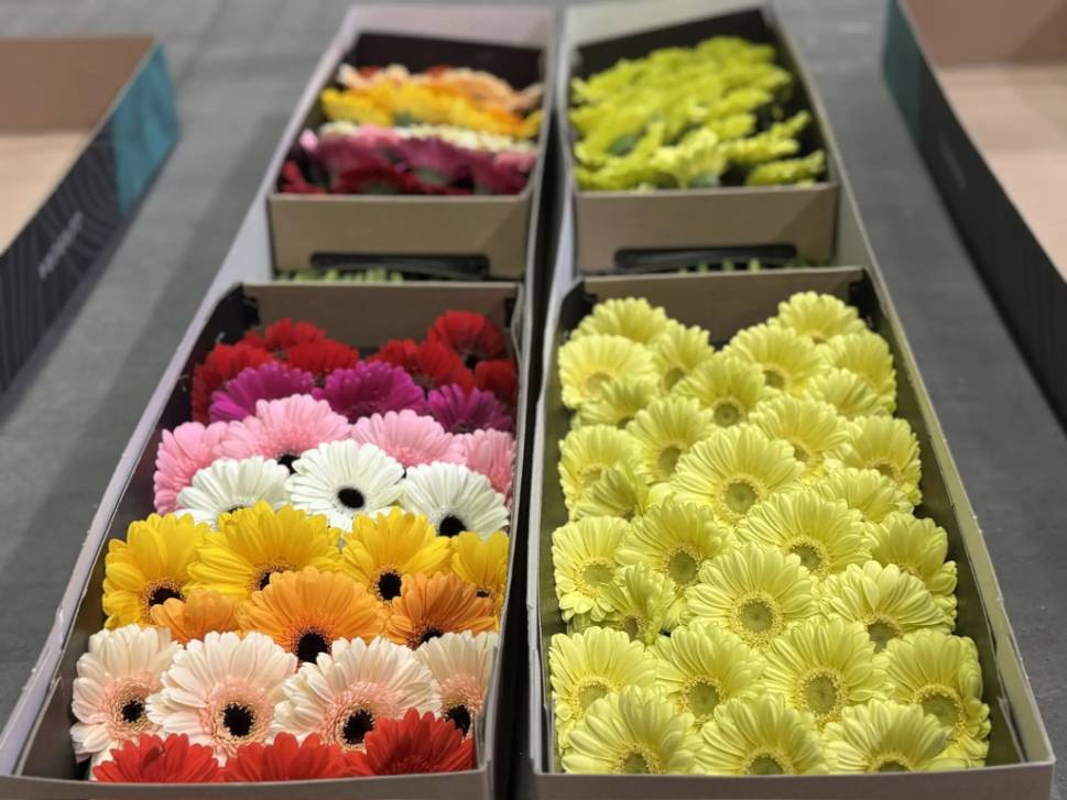 Восемь миллионов цветов | Фотография 1