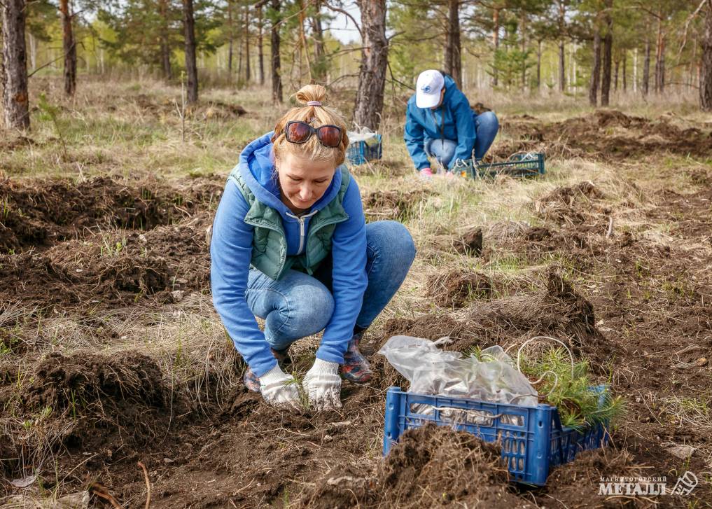 Магнитка сажает лес | Фотография 2