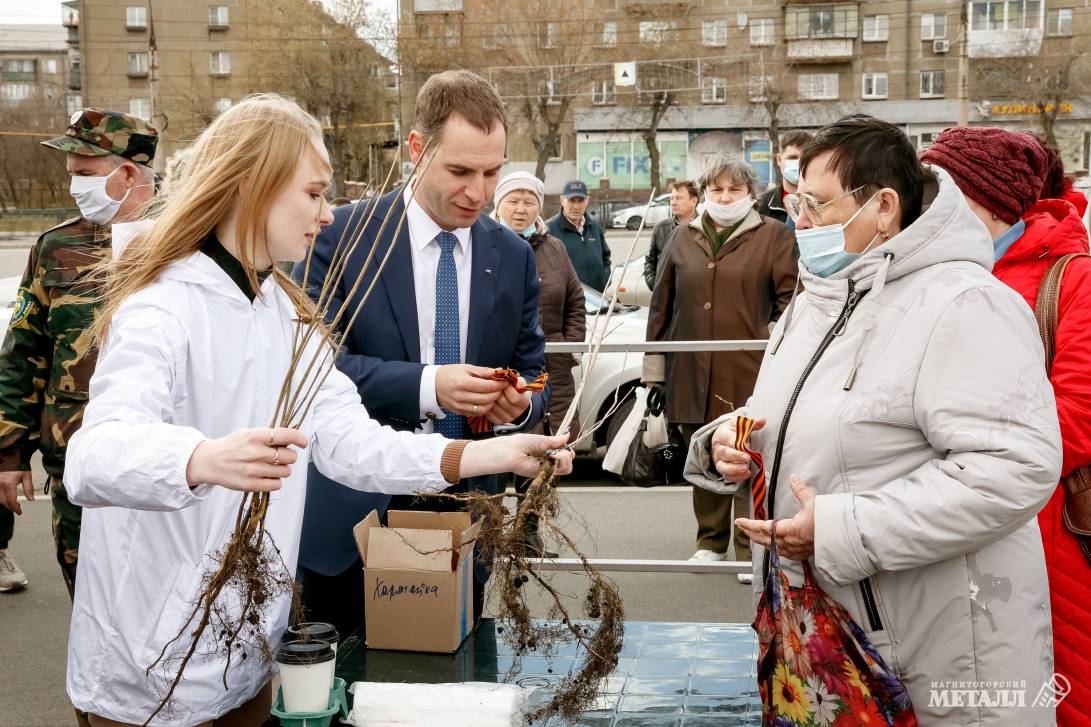В очередь за соснами | Фотография 3