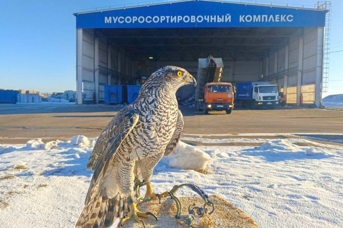 Кыш, «стервятники» | Фотография 2