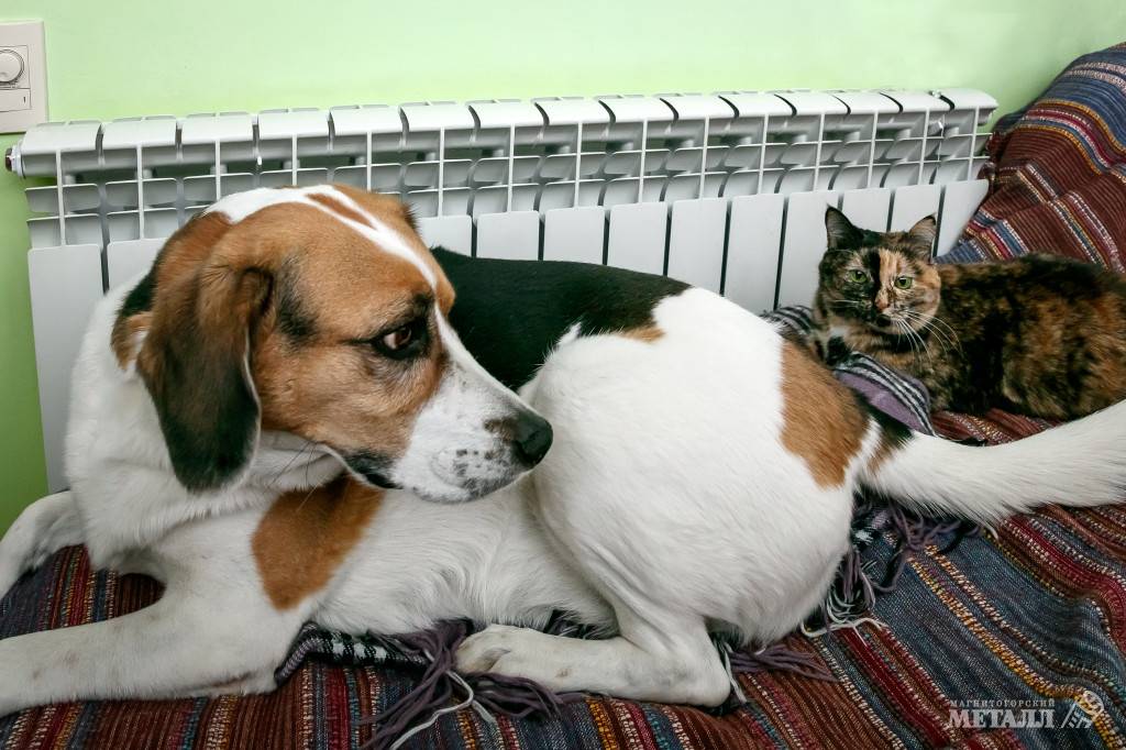 В ответе за тех,  кого приручили | Фотография 1