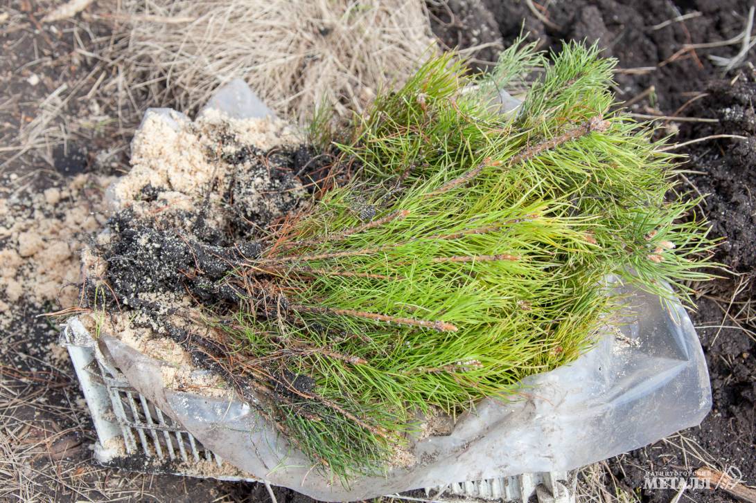 Магнитка сажает лес | Фотография 5