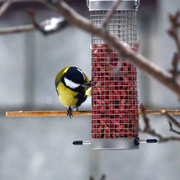 Кормушки для пернатых | Фотография 1