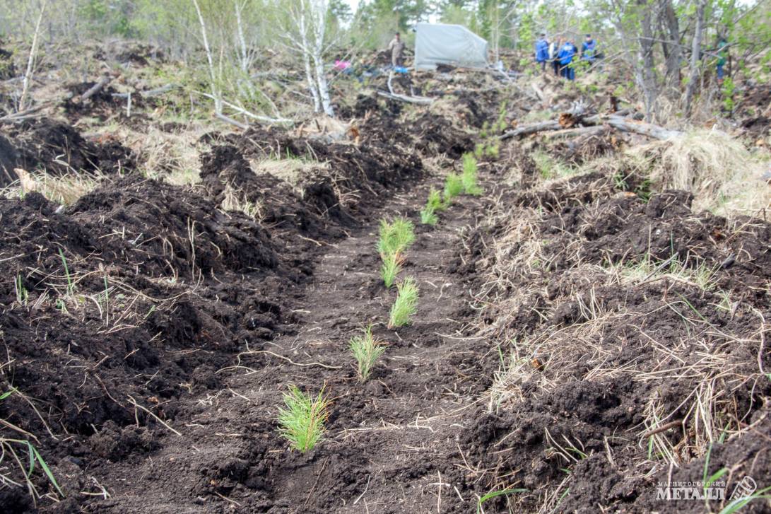 Магнитка сажает лес | Фотография 4