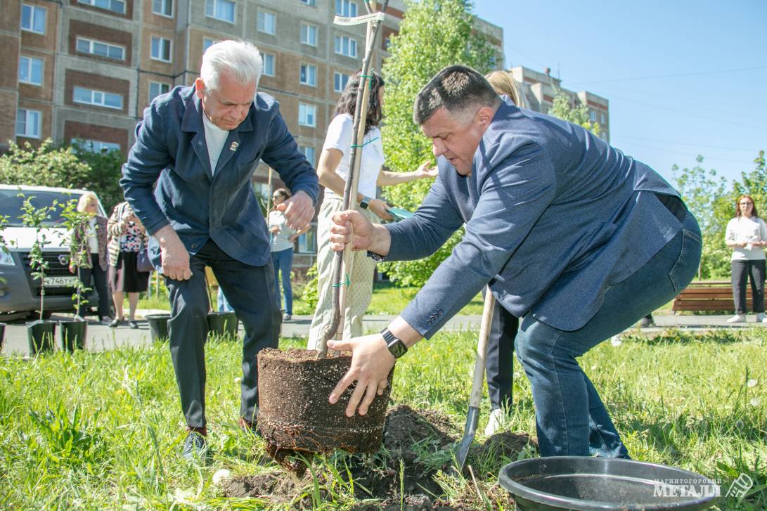 Молодые саженцы для сквера Молодёжного | Фотография 10