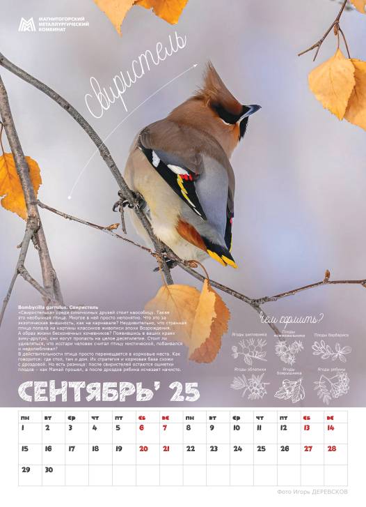 Синичкины друзья | Фотография 2