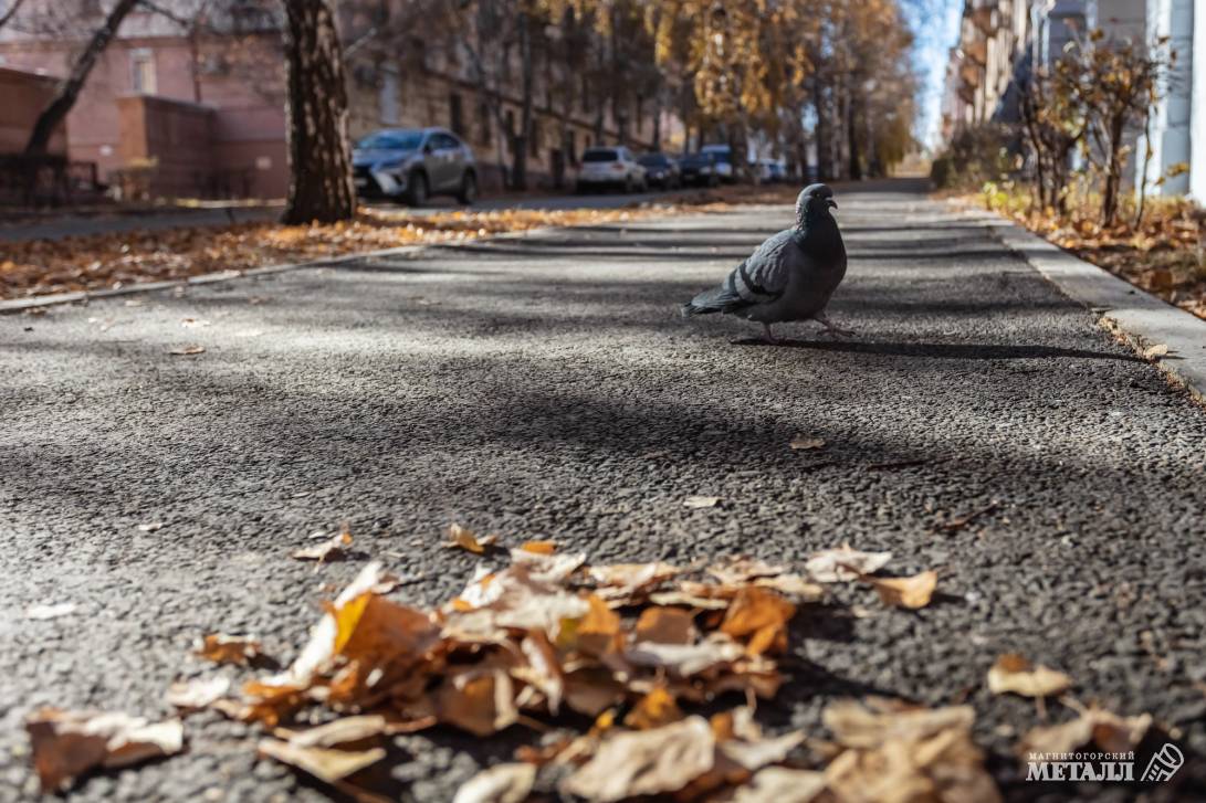 Осень в городе | Фотография 27