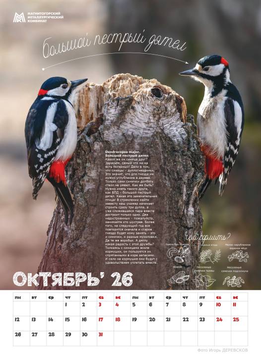 Синичкины друзья | Фотография 15