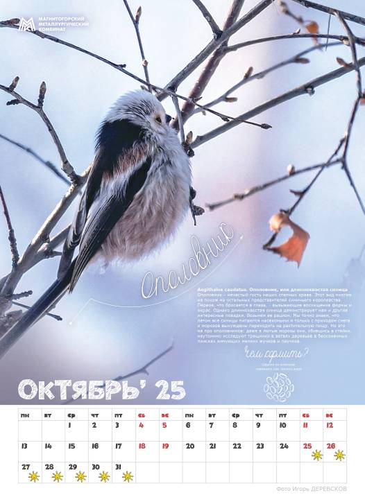 Синичкины друзья | Фотография 3