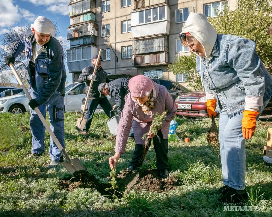 Во дворе девятого квартала на улице Московской высажено порядка пятидесяти «именных» деревьев.(фото 5)