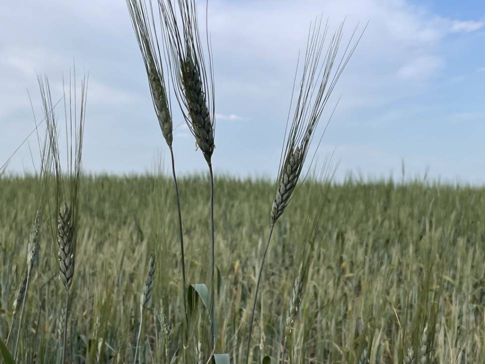 Исключительно в мирных целях | Фотография 1