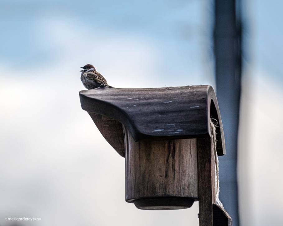 В России подсчитали число воробьёв | Фотография 1
