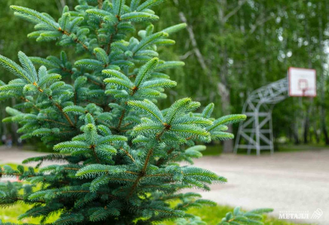 Теперь – под зелёным флагом  | Фотография 54