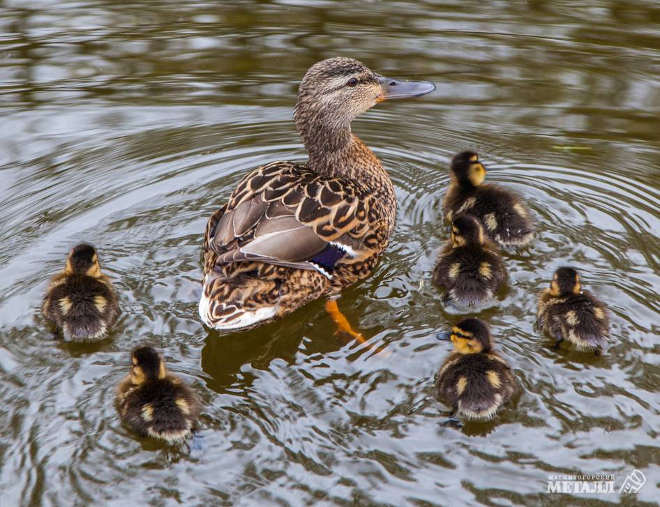 Человек помогает природе | Фотография 4
