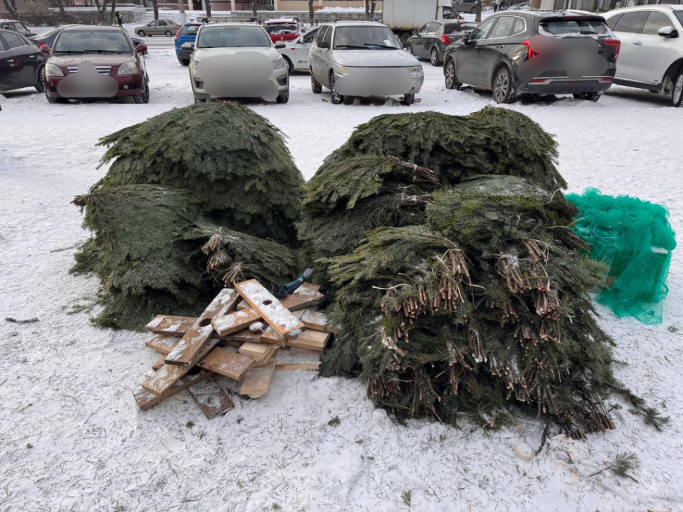 Операция «Ель» | Фотография 1