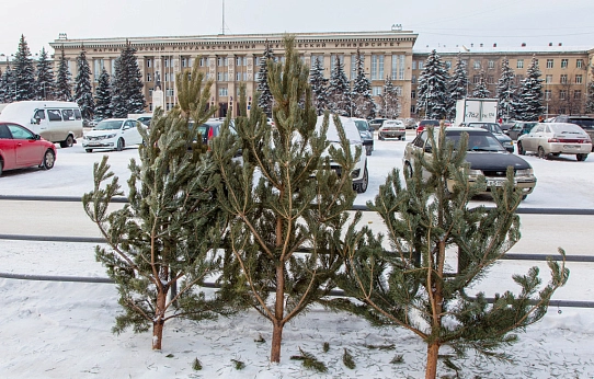 Живая или искусственная? 
