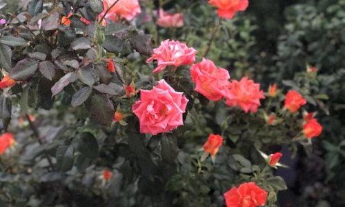 И органические, и минеральные 