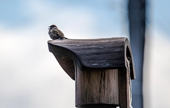 Мал золотник, да дорог