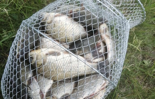 Мало дальневосточной? Вырастим свою!