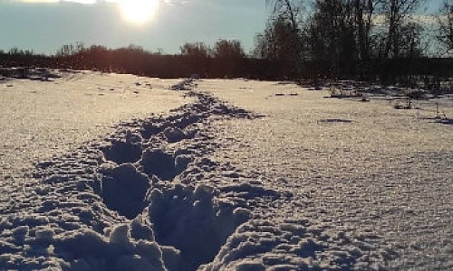 Цыплят по осени, глухарей – по зиме