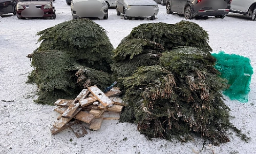 Операция «Ель»