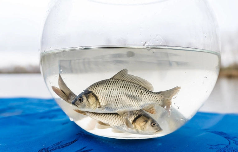 Природа и технологии