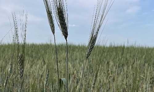 Уральское масло не хуже краснодарского