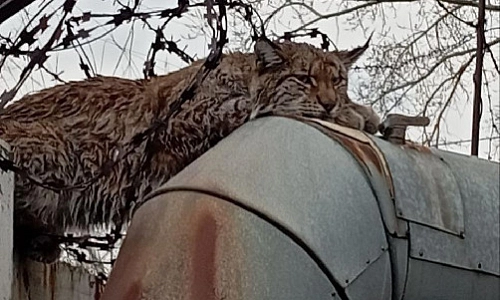 Вот это гость!