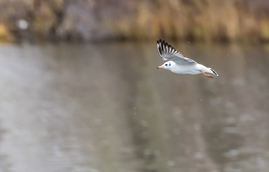 Рыбаки, готовьте удочки!