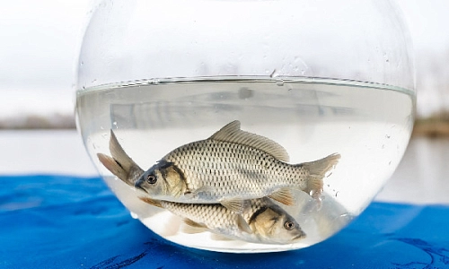 Рыбаки, готовьте удочки!